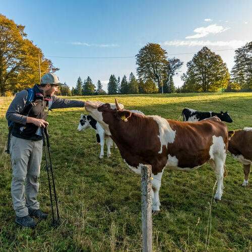 Ein Wanderer streichelt oberhalb des Almgasthaus Knpflesbrunnen eine Kuh.  