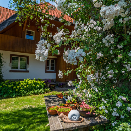 Gartentisch unter einem blühendem Strauch im Hintergrund das Haus  - 
