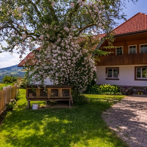Hasenstall unter einem blühendem Baum im Hintergrund das Wohnhaus Wuchner - 