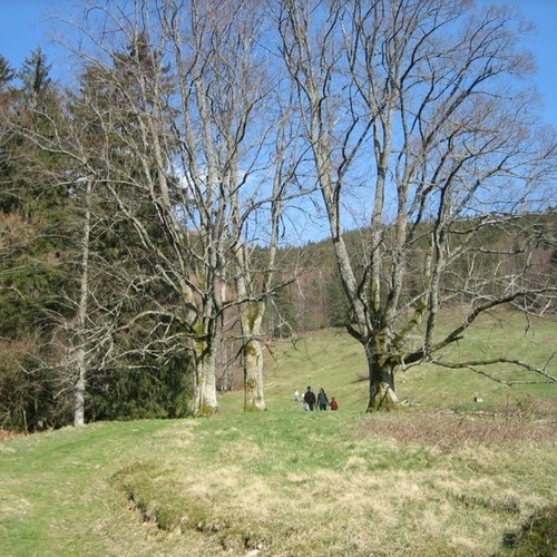Knöpflesbrunnen - Wanderung vom Knöpflesbrunnen nach Schönau Knöpflesbrunnen - Wanderung vom Knöpflesbrunnen nach Schönau