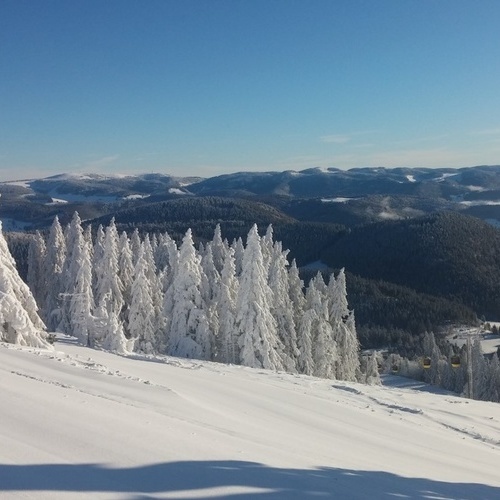 verschneite Tannen am Belchen - verschneite Tannen am Belchen -
