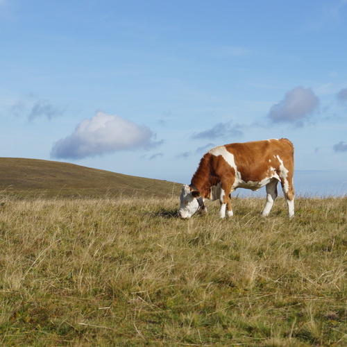Ein Hinterwälderrind beim grasen auf einer Weide  - 