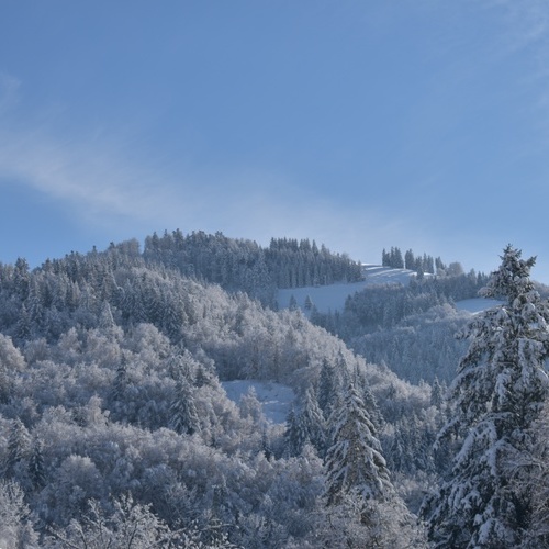 Blick auf ein Winterwald mit schneebedeckten Tannen - Blick auf ein Winterwald mit schneebedeckten Tannen -