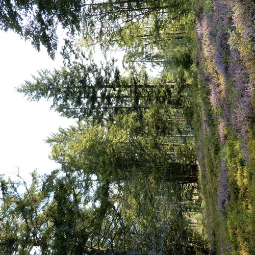 Ein Waldstück im Vordergrund eine Fläche mit Heidekraut - Ein Waldstück im Vordergrund eine Fläche mit Heidekraut -