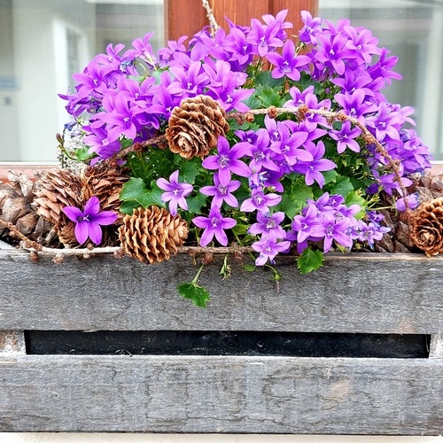 lilafarbene Blumen mit Tannenzapfen in einem Holzkasten - lilafarbene Blumen mit Tannenzapfen in einem Holzkasten -