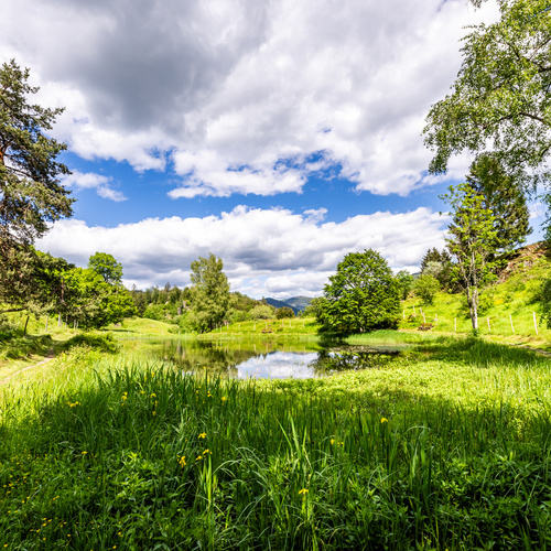 Der Letzbergweiher, 15 Gehminuten von unserer Ferienwohnung entfernt. - Der Letzbergweiher, 15 Gehminuten von unserer Ferienwohnung entfernt. -
